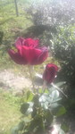 花公園3.jpg