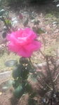 花公園4.jpg