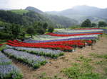 IMGP0515.JPG