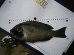 IMGP4647.JPG